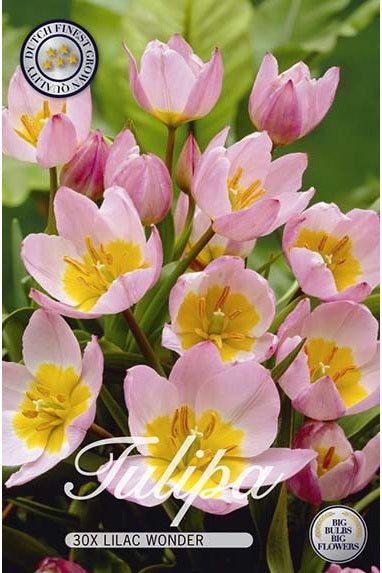 Tulip Lilac Wonder 30-pakning